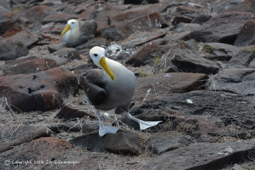 JOY - Galapagos-Lizards,WavedAlbatross,SeaLion,Boobies,TropicBird,Hawk 20140408  J6A8300.jpg