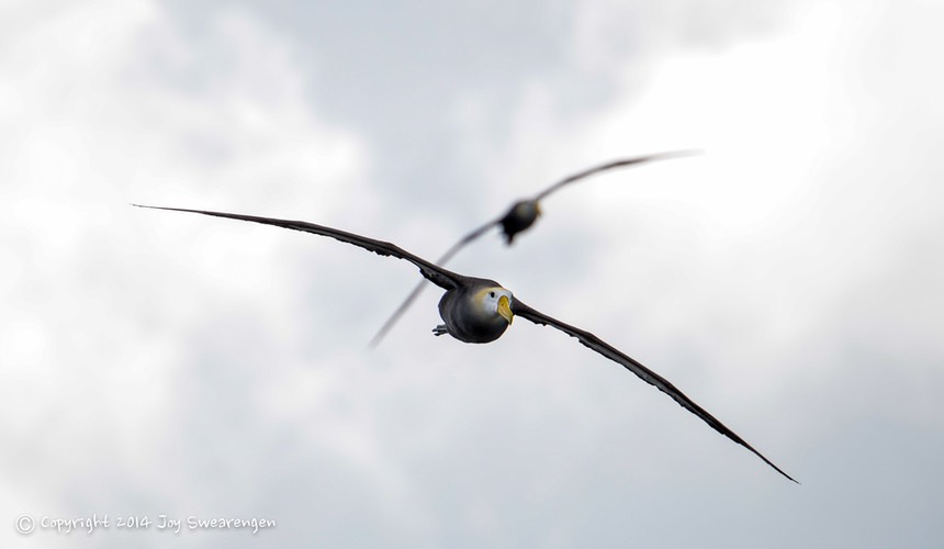 JOY - Galapagos-Lizards,WavedAlbatross,SeaLion,Boobies,TropicBird,Hawk 20140408  J6A8231.jpg