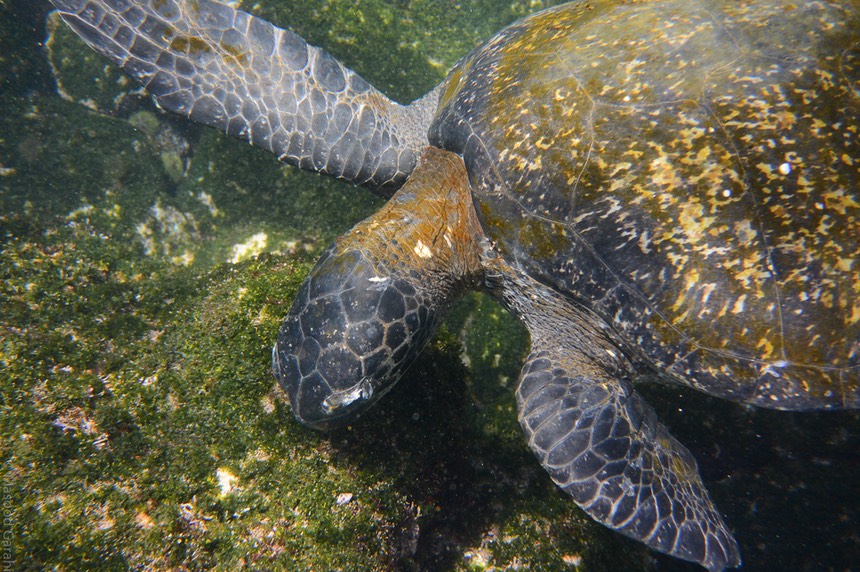 Masood-Galapagos-20140402-10-DSC 0234.jpg