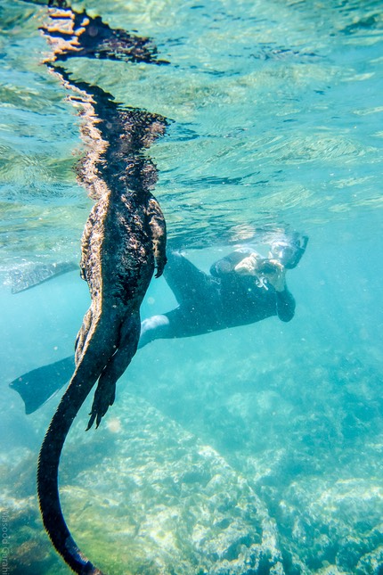 Masood-Galapagos-20140403-10-DSC 033555.jpg