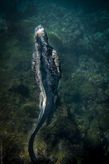 Masood-Galapagos-20140403-10-DSC 0334.jpg