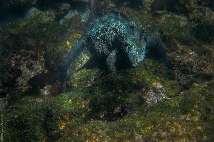 Masood-Galapagos-20140403-10-DSC 0329.jpg