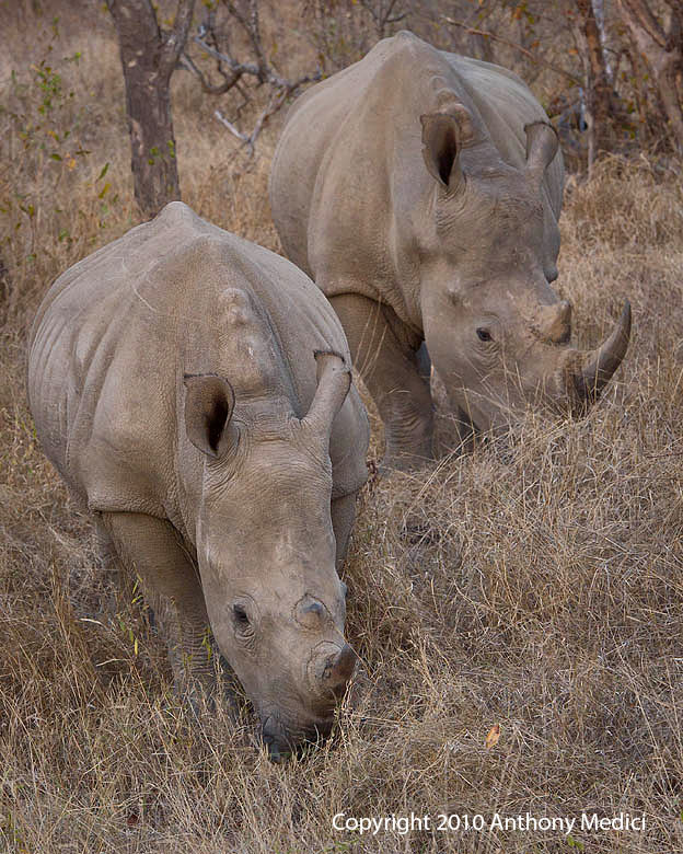 STUDENT AM 3S014258-White-Rhino-with-Juvenile.JPG