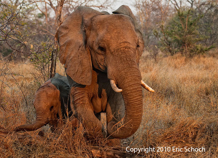 STUDENT KirkmansDay3-Elephants ebs.JPG